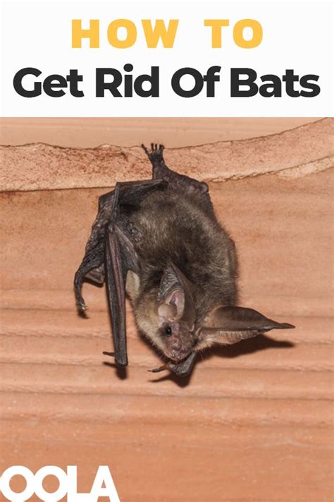Protect Your Roof from Bats with these Potent Spells